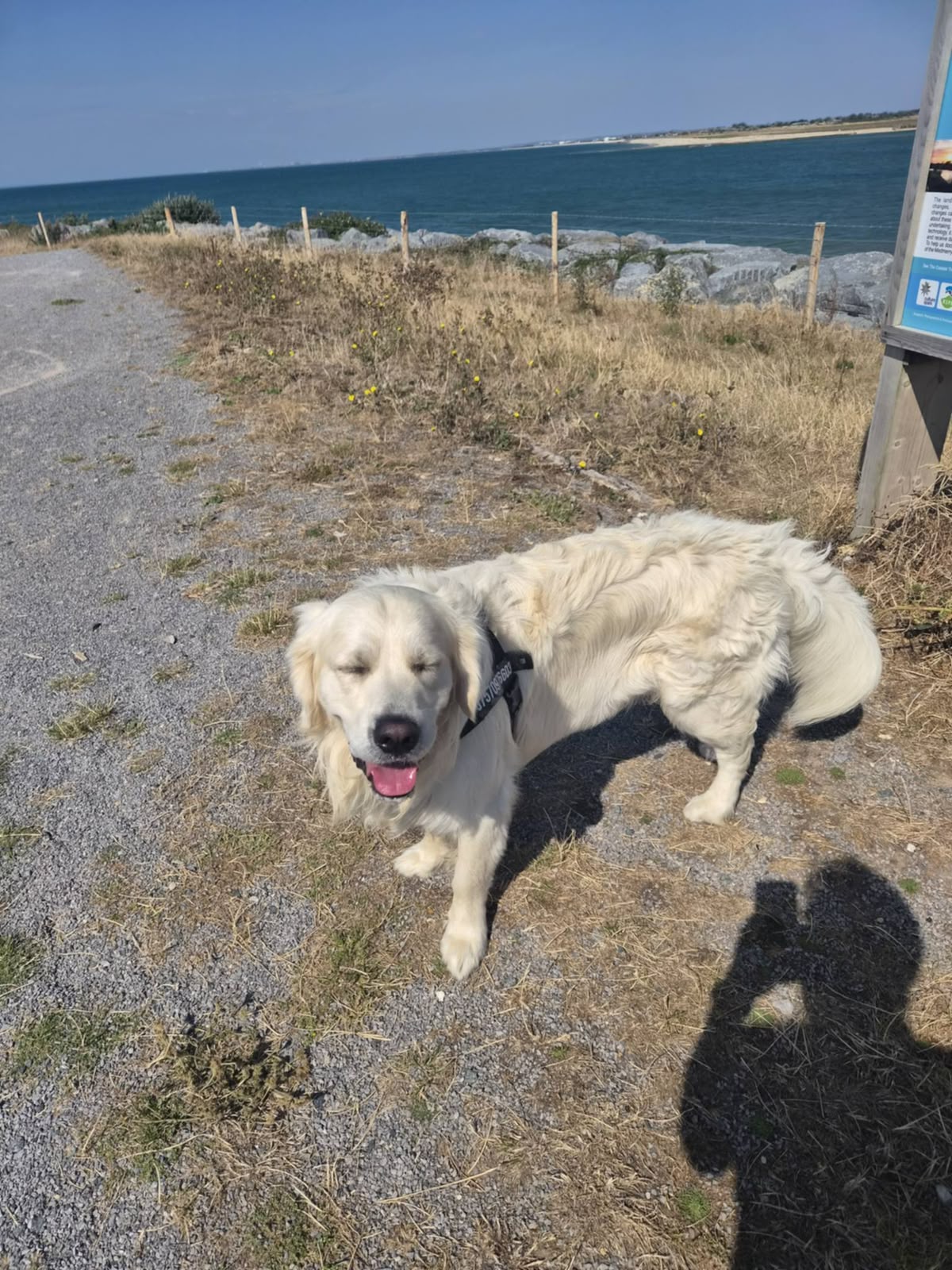 Murphy enjoying a walk by the coast